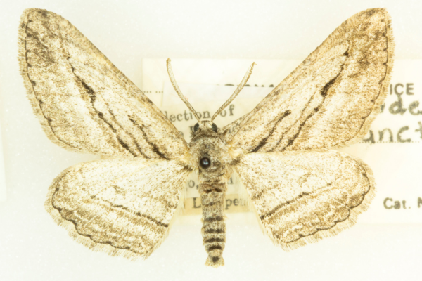 Comparison of Adjectives